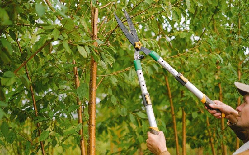 Tree trimming in Beaver, WA